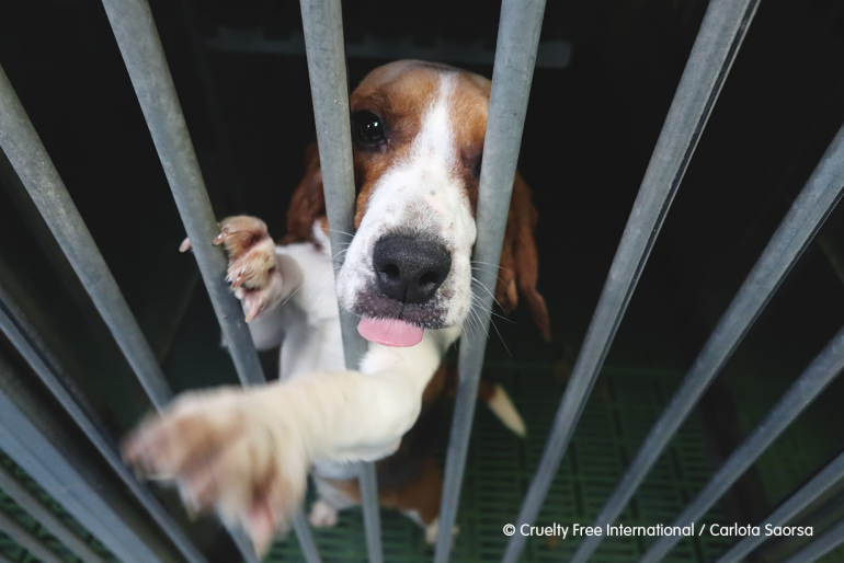 Dierenproeven honden